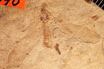 Media type: image;   Entomology PALE-1340